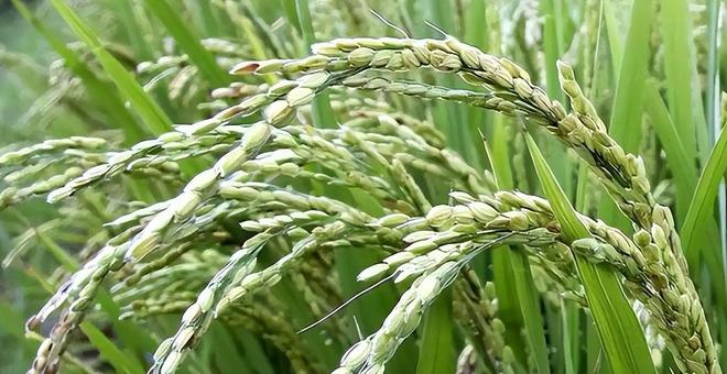 斤米飙至4335日元中国陈米成救命稻草pg电子模拟器一碗米饭难倒日本人!5公(图17) 斤米飙至4335日元中国陈米成救命稻草pg电子模拟器一碗米饭难倒日本人!5公(图17)